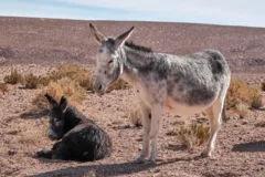 One grey donkey stands near a black donkey, who is laying down. The landscape is arid with a few dry shrubs scattered around.