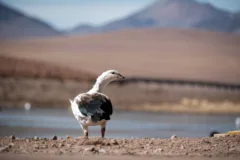 A white and black bird stands on the edge of a lake, desert surrounds it.