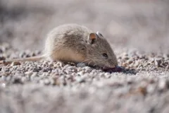 A light brown mouse sitting on gravel.