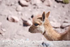 A close up of a baby vicuña lying in the Atacama Desert.