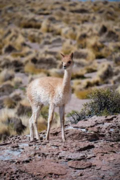 A baby vicuña standing on a rocky hillside in the Atacama Desert, Chile.