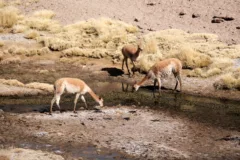 Vicuña drinking from a stream in the Atacama Desert, Chile.