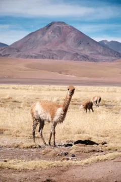 Vicuña grazing in the Atacama Desert, Chile. Mountains are visible in the background.