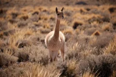 A vicuña standing amongst shrubs in the Atacama Desert, Chile.