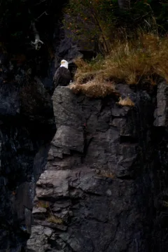 A Bald Eagle sits on a rock, jutting out from the cliffs behind him.