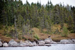 2 Bald Eagles sit in the tree tops and on the rocks by a pond.