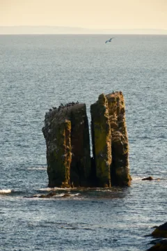 Birds sit on towering rocks that rise from the ocean.