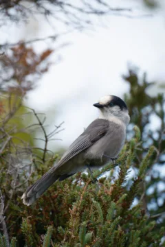 A white and grey Canada Jay sits on a tree branch.