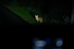 A red fox is illuminated on the side of the road by headlights.