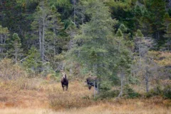 2 moose stand in a field, partially obscured by trees.