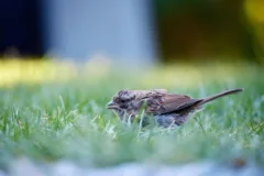 Small brown bird sat on green grass.