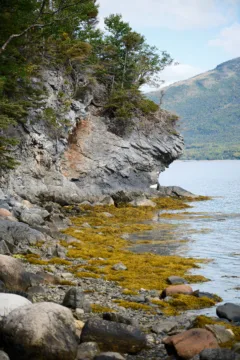 Quiet cove with rugged shrub covered rocks and yellowish seaweed on the shore.