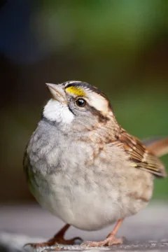 White Throated Sparrow in Gros Morne National Park, Newfoundland.