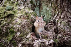 An Eastern Chipmunk pokes his head out of a tree trunk in Cape Breton Highlands National Park.