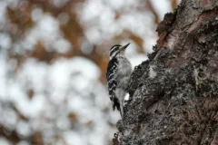 A white and black Downy woodpecker sits on a tree trunk.