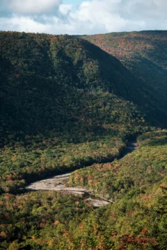 A rocky path winds through a vast green forest.