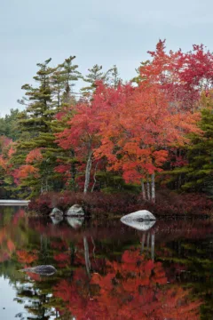 Trees with colourful autumn leaves are reflected in a clear lake.