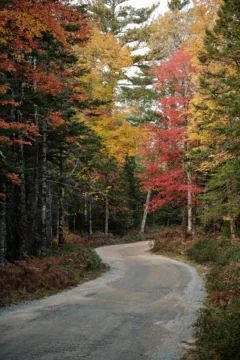 A road winds into trees covered in colourful autumn leaves.