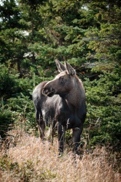 A moose stands in front of tall green trees.