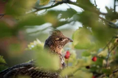 A ruffed grouse is hiding amongst some trees.