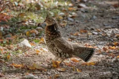 A ruffed grouse stands on a hiking trail.