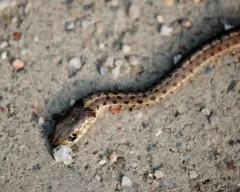 A small snake crawls along a gravel road.