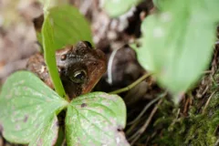 A toad pokes his head through green leaves.