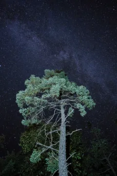 A tall tree stands in front of a starry night sky.