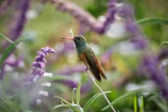 Amazilia hummingbird perched on a thin branch amongst purple flowers