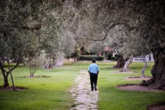 A man walking through olive trees.