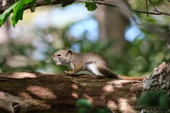 A Ground Squirrel sat on a tree branch. It is screaming.