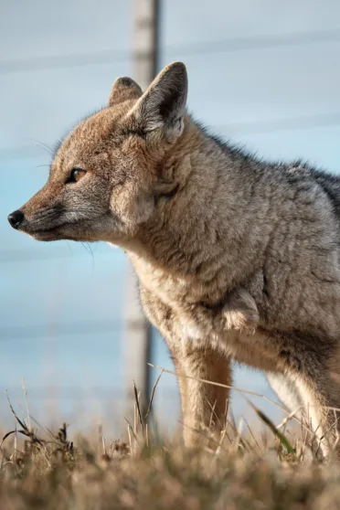 A chilla fox standing in grass, in Tierra del Fuego, Chile.