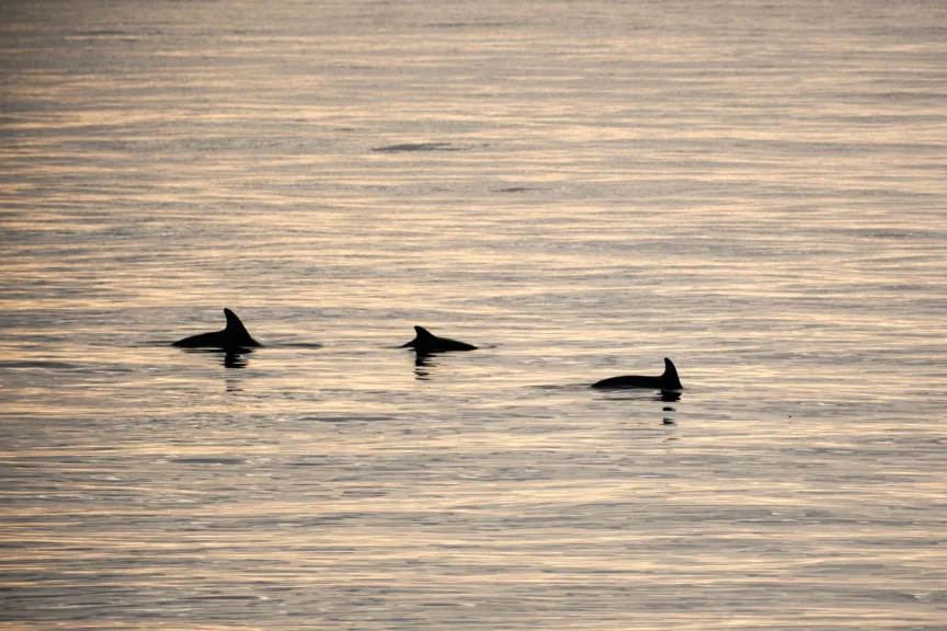 3 Peale's dolphins swimming in the ocean, near Punta Arenas, Chile.