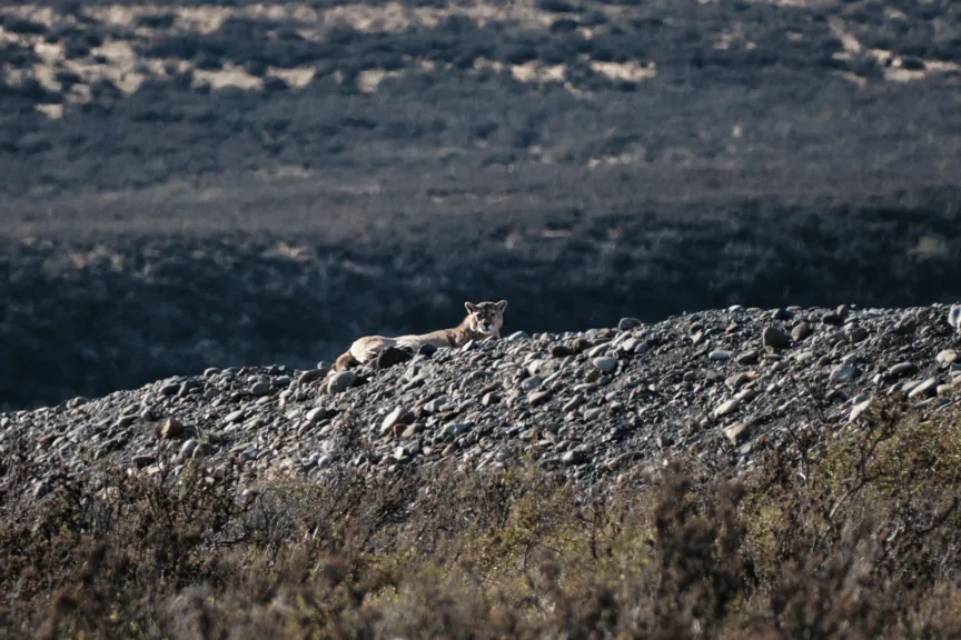 A puma lying on a ridge of rocks in Torres del Paine National Park, Chile.