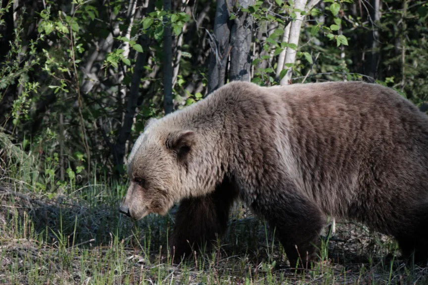 A grizzly bear emerging from the trees.