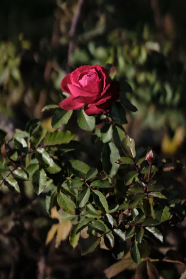 A red rose at Parque Araucano, Santiago, Chile.