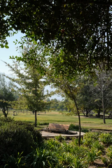 A bench, surrounded by trees at Parque Bicentenario, Santiago, Chile.