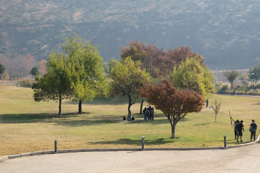 Trees in Parque Bicentenario, Santiago, Chile.