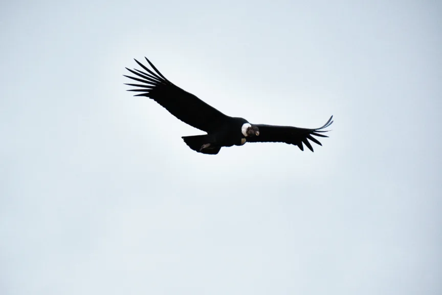 An Andean condor flying in Torres del Paine National Park, Chile.