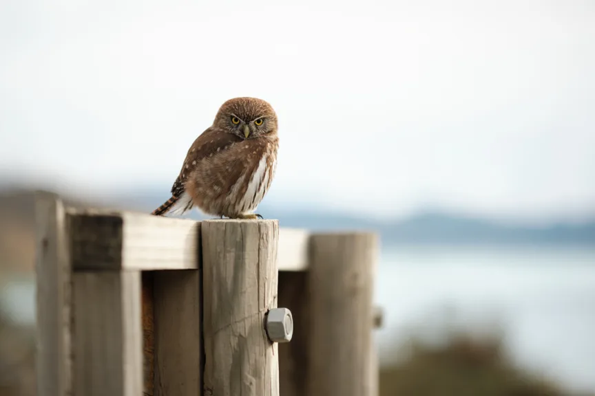 An Austral pygmy owl sat on a frence in Torres del Paine National Park, Chile.