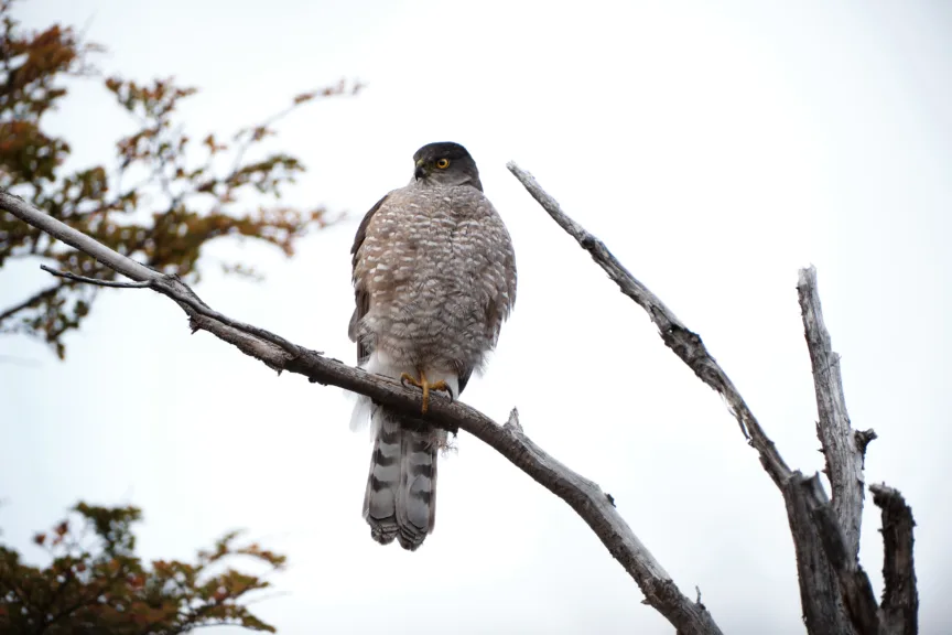 A Chilean hawk sat in a tree in Torres del Paine National Park, Chile.