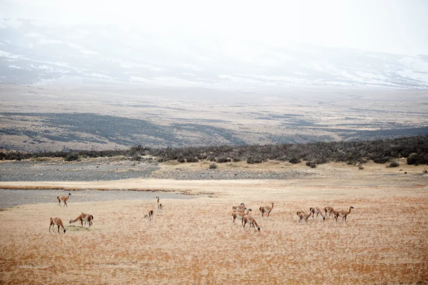 A guanaco herd in Torres del Paine National Park, Chile.