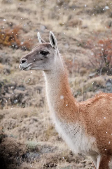 A guanaco in Torres del Paine National Park, Chile.