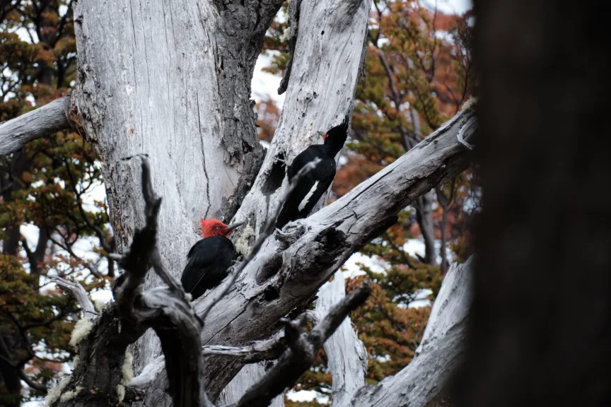 A male and female Magellanic woodpecker in Torres del Paine National Park, Chile.