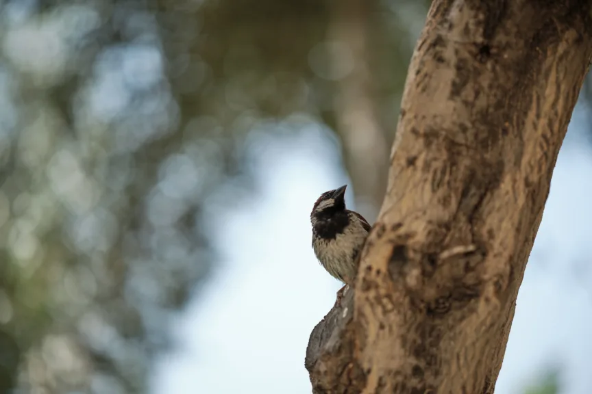 A small white chested bird is perched on a tree branch.