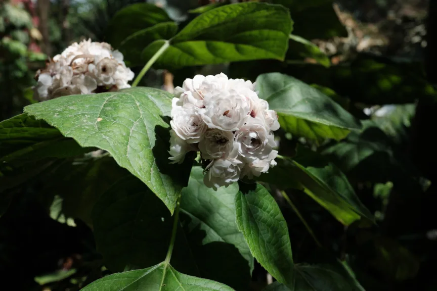 A white flower surrounded by large green leaves.