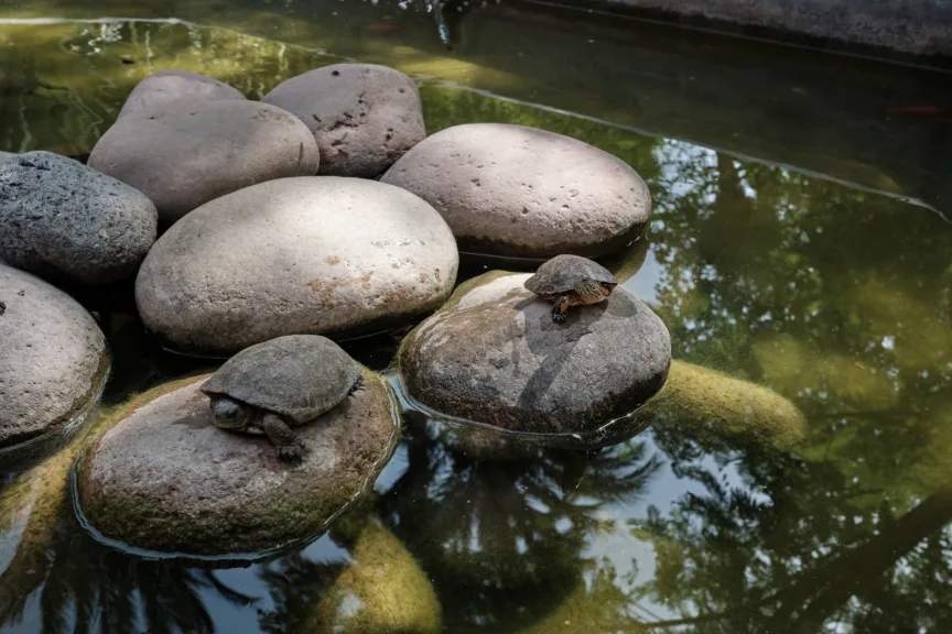 Two turtles sit on rocks in a small pond.