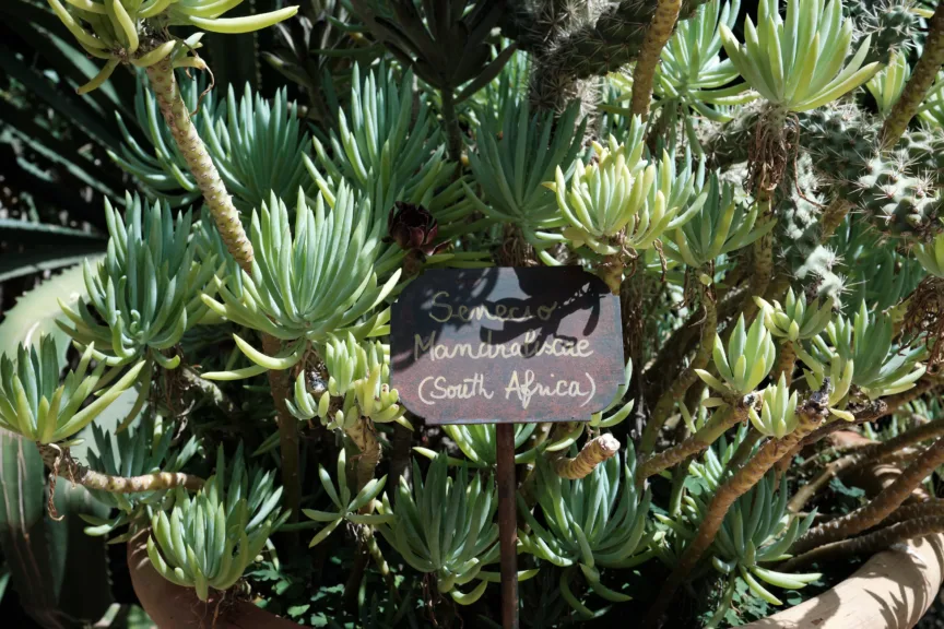 A plant from South Africa with a label in the centre stating its country of origin.