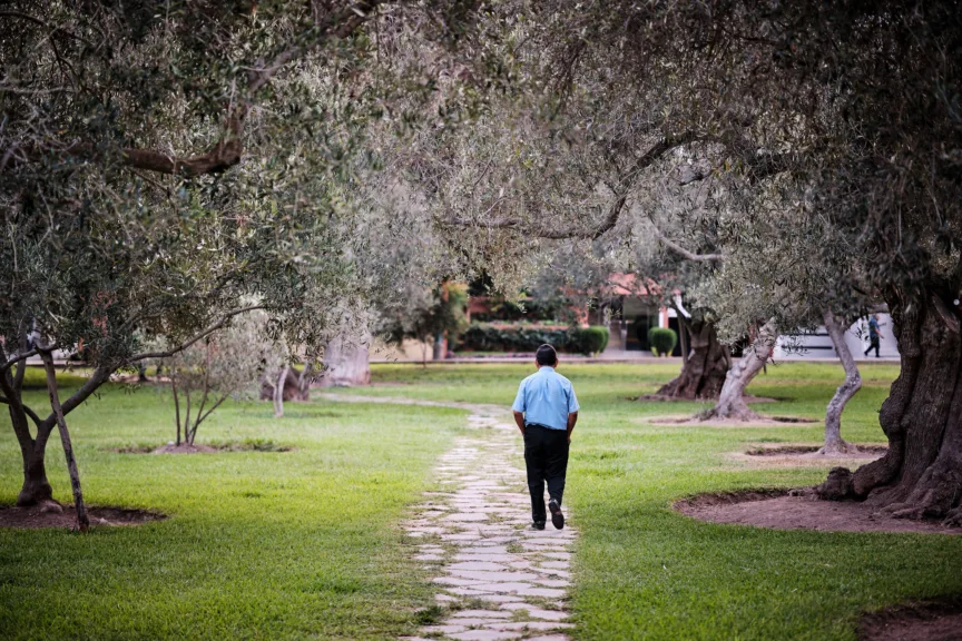 A man walking through olive trees.